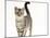 Domestic Cat, 5-Month Silver Spotted Male-Jane Burton-Mounted Photographic Print