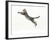 Domestic Cat, 5-Month Silver Spotted Shorthair Male, Jumping at Full Stretch, Back Hollow-Jane Burton-Framed Photographic Print