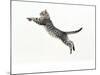 Domestic Cat, 5-Month Silver Spotted Shorthair Male, Jumping at Full Stretch, Back Hollow-Jane Burton-Mounted Photographic Print