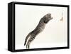 Domestic Cat, 5-Month Silver Spotted Shorthair Male, Jumping at Lure, Full Stretch, Back Hollow-Jane Burton-Framed Stretched Canvas