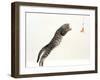 Domestic Cat, 5-Month Silver Spotted Shorthair Male, Jumping at Lure, Full Stretch, Back Hollow-Jane Burton-Framed Photographic Print