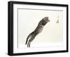 Domestic Cat, 5-Month Silver Spotted Shorthair Male, Jumping at Lure, Full Stretch, Back Hollow-Jane Burton-Framed Photographic Print