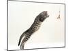 Domestic Cat, 5-Month Silver Spotted Shorthair Male, Jumping at Lure, Full Stretch, Back Hollow-Jane Burton-Mounted Photographic Print