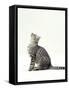 Domestic Cat, 5-Month Silver Spotted Shorthair Male, Sitting Looking Up, Back Hunched-Jane Burton-Framed Stretched Canvas