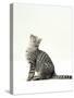 Domestic Cat, 5-Month Silver Spotted Shorthair Male, Sitting Looking Up, Back Hunched-Jane Burton-Stretched Canvas