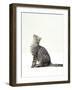 Domestic Cat, 5-Month Silver Spotted Shorthair Male, Sitting Looking Up, Back Hunched-Jane Burton-Framed Photographic Print