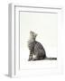 Domestic Cat, 5-Month Silver Spotted Shorthair Male, Sitting Looking Up, Back Hunched-Jane Burton-Framed Photographic Print