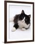 Domestic Cat, 6-Month, Black-And-White Semi-Longhaired Female Cat Lying on Floor-Jane Burton-Framed Photographic Print