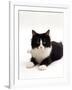 Domestic Cat, 6-Month Black-And-White Semi-Longhaired Female-Jane Burton-Framed Photographic Print