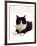 Domestic Cat, 6-Month Black-And-White Semi-Longhaired Female-Jane Burton-Framed Photographic Print