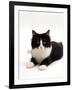 Domestic Cat, 6-Month Black-And-White Semi-Longhaired Female-Jane Burton-Framed Photographic Print