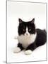 Domestic Cat, 6-Month Black-And-White Semi-Longhaired Female-Jane Burton-Mounted Photographic Print