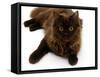 Domestic Cat, 6-Month Chocolate Persian Cross Female-Jane Burton-Framed Stretched Canvas