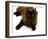 Domestic Cat, 6-Month Chocolate Persian Cross Female-Jane Burton-Framed Photographic Print