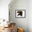 Domestic Cat, 6-Month Chocolate Persian Cross Female-Jane Burton-Framed Photographic Print displayed on a wall