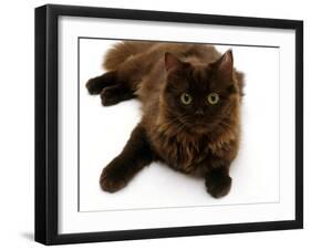 Domestic Cat, 6-Month Chocolate Persian Cross Female-Jane Burton-Framed Photographic Print