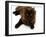 Domestic Cat, 6-Month Chocolate Persian Cross Female-Jane Burton-Framed Photographic Print
