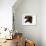 Domestic Cat, 6-Month Chocolate Persian Cross Female-Jane Burton-Framed Photographic Print displayed on a wall