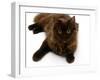 Domestic Cat, 6-Month Chocolate Persian Cross Female-Jane Burton-Framed Photographic Print