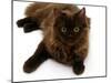 Domestic Cat, 6-Month Chocolate Persian Cross Female-Jane Burton-Mounted Photographic Print