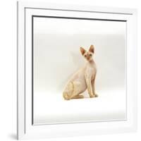 Domestic Cat, 6-Month Red-Point Si-Rex Male-Jane Burton-Framed Photographic Print