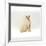 Domestic Cat, 6-Month Red-Point Si-Rex Male-Jane Burton-Framed Photographic Print