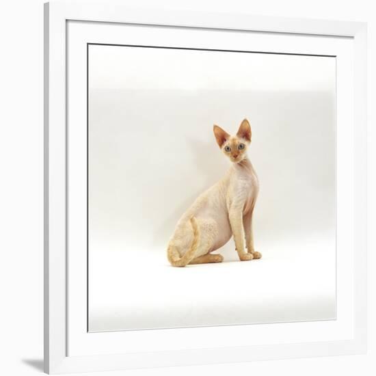 Domestic Cat, 6-Month Red-Point Si-Rex Male-Jane Burton-Framed Photographic Print