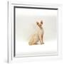 Domestic Cat, 6-Month Red-Point Si-Rex Male-Jane Burton-Framed Photographic Print