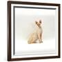 Domestic Cat, 6-Month Red-Point Si-Rex Male-Jane Burton-Framed Photographic Print