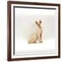 Domestic Cat, 6-Month Red-Point Si-Rex Male-Jane Burton-Framed Photographic Print