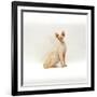 Domestic Cat, 6-Month Red-Point Si-Rex Male-Jane Burton-Framed Photographic Print