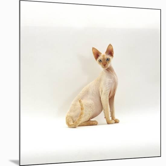 Domestic Cat, 6-Month Red-Point Si-Rex Male-Jane Burton-Mounted Photographic Print