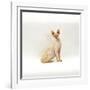 Domestic Cat, 6-Month Red-Point Si-Rex Male-Jane Burton-Framed Photographic Print