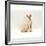 Domestic Cat, 6-Month Red-Point Si-Rex Male-Jane Burton-Framed Photographic Print