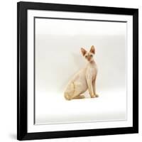 Domestic Cat, 6-Month Red-Point Si-Rex Male-Jane Burton-Framed Photographic Print