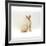 Domestic Cat, 6-Month Red-Point Si-Rex Male-Jane Burton-Framed Photographic Print