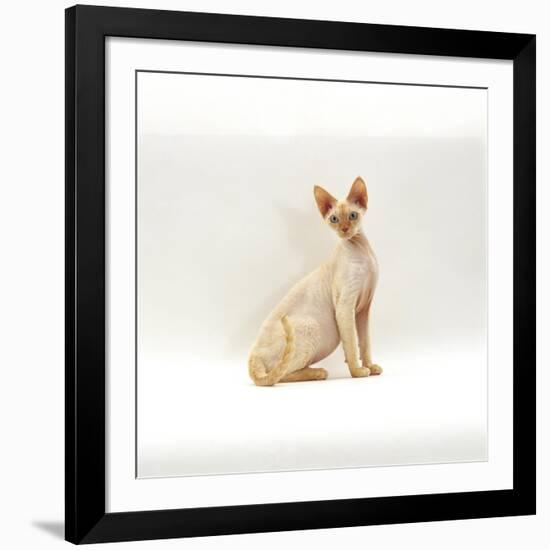 Domestic Cat, 6-Month Red-Point Si-Rex Male-Jane Burton-Framed Photographic Print