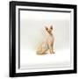 Domestic Cat, 6-Month Red-Point Si-Rex Male-Jane Burton-Framed Photographic Print