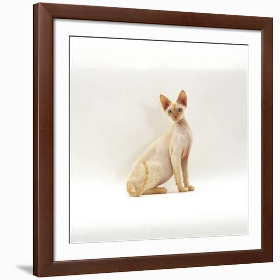 Domestic Cat, 6-Month Red-Point Si-Rex Male-Jane Burton-Framed Photographic Print