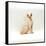 Domestic Cat, 6-Month Red-Point Si-Rex Male-Jane Burton-Framed Stretched Canvas