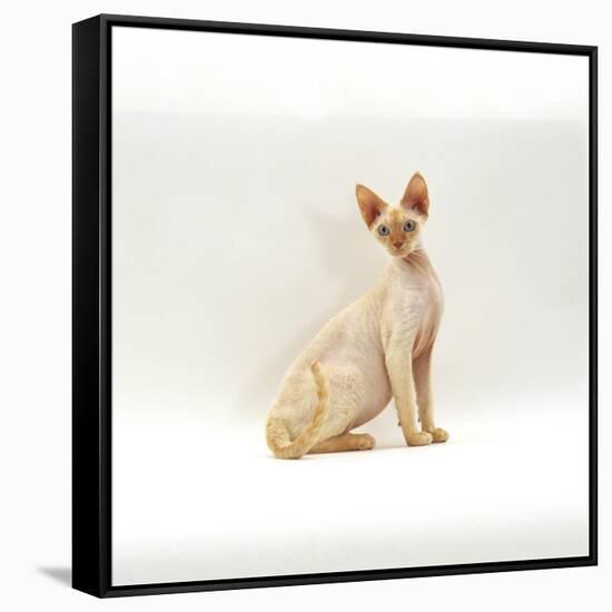 Domestic Cat, 6-Month Red-Point Si-Rex Male-Jane Burton-Framed Stretched Canvas