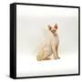 Domestic Cat, 6-Month Red-Point Si-Rex Male-Jane Burton-Framed Stretched Canvas