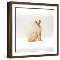 Domestic Cat, 6-Month Red-Point Si-Rex Male-Jane Burton-Framed Photographic Print