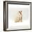 Domestic Cat, 6-Month Red-Point Si-Rex Male-Jane Burton-Framed Photographic Print