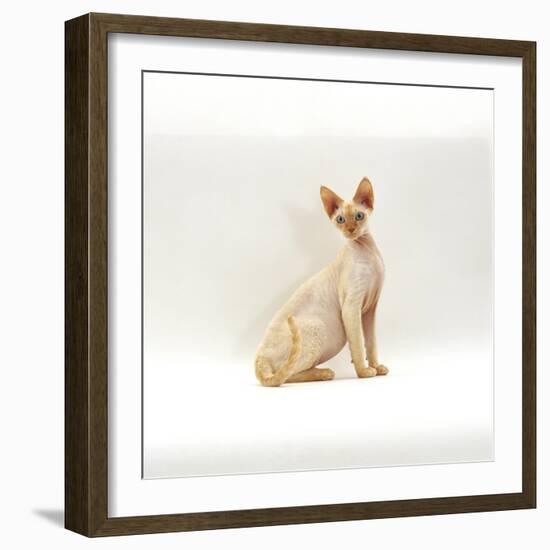 Domestic Cat, 6-Month Red-Point Si-Rex Male-Jane Burton-Framed Photographic Print