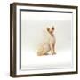 Domestic Cat, 6-Month Red-Point Si-Rex Male-Jane Burton-Framed Photographic Print