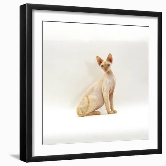 Domestic Cat, 6-Month Red-Point Si-Rex Male-Jane Burton-Framed Photographic Print