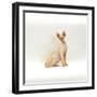 Domestic Cat, 6-Month Red-Point Si-Rex Male-Jane Burton-Framed Photographic Print