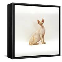Domestic Cat, 6-Month Red-Point Si-Rex Male-Jane Burton-Framed Stretched Canvas