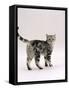 Domestic Cat, 6-Month Silver Tabby Male Kitten-Jane Burton-Framed Stretched Canvas